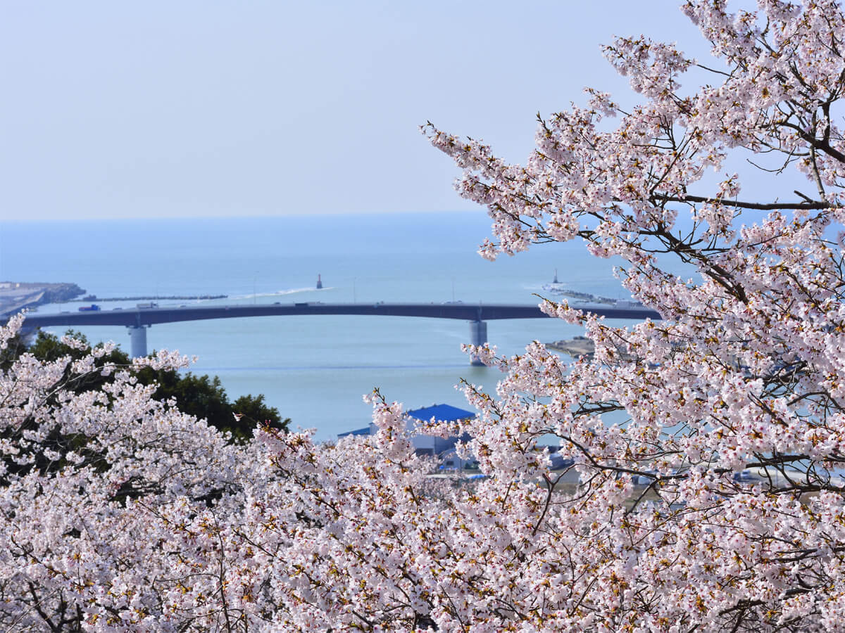Cherry Blossoms in Hiyoriyama Park_1