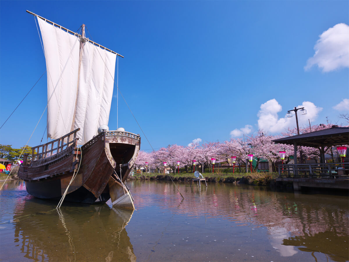 Cherry Blossoms in Hiyoriyama Park_4