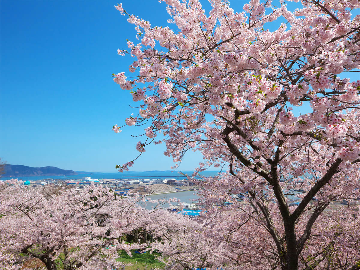 Cherry Blossoms in Hiyoriyama Park_2