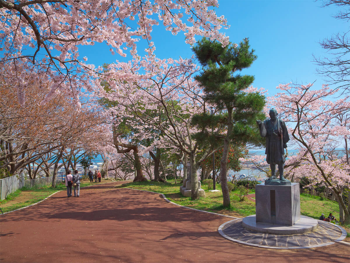 Cherry Blossoms in Hiyoriyama Park_3