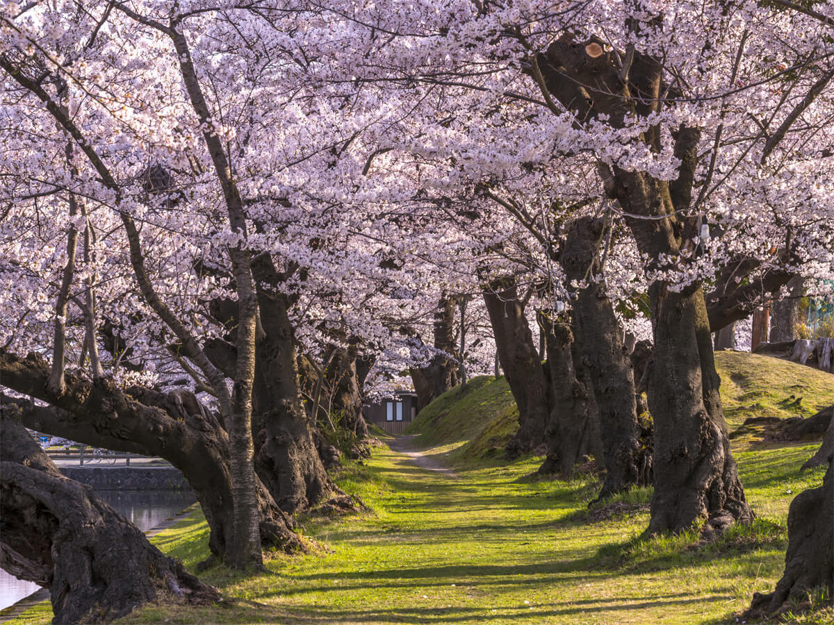 Cherry Blossoms in Tsuruoka Park_3