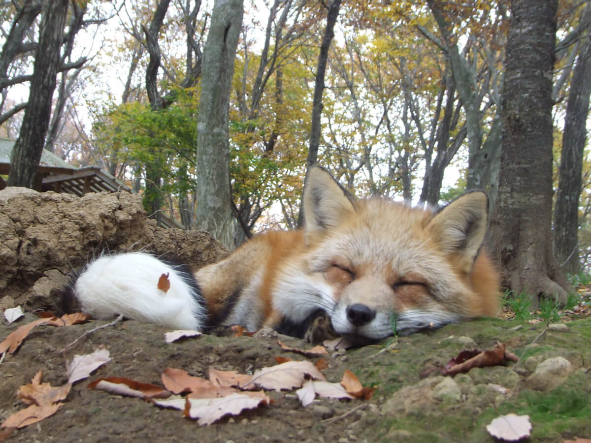 Zao Fox Village_1