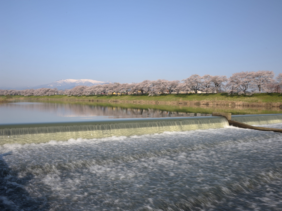 Hitome Senbonzakura (1,000 Sakura trees at a glance)_2