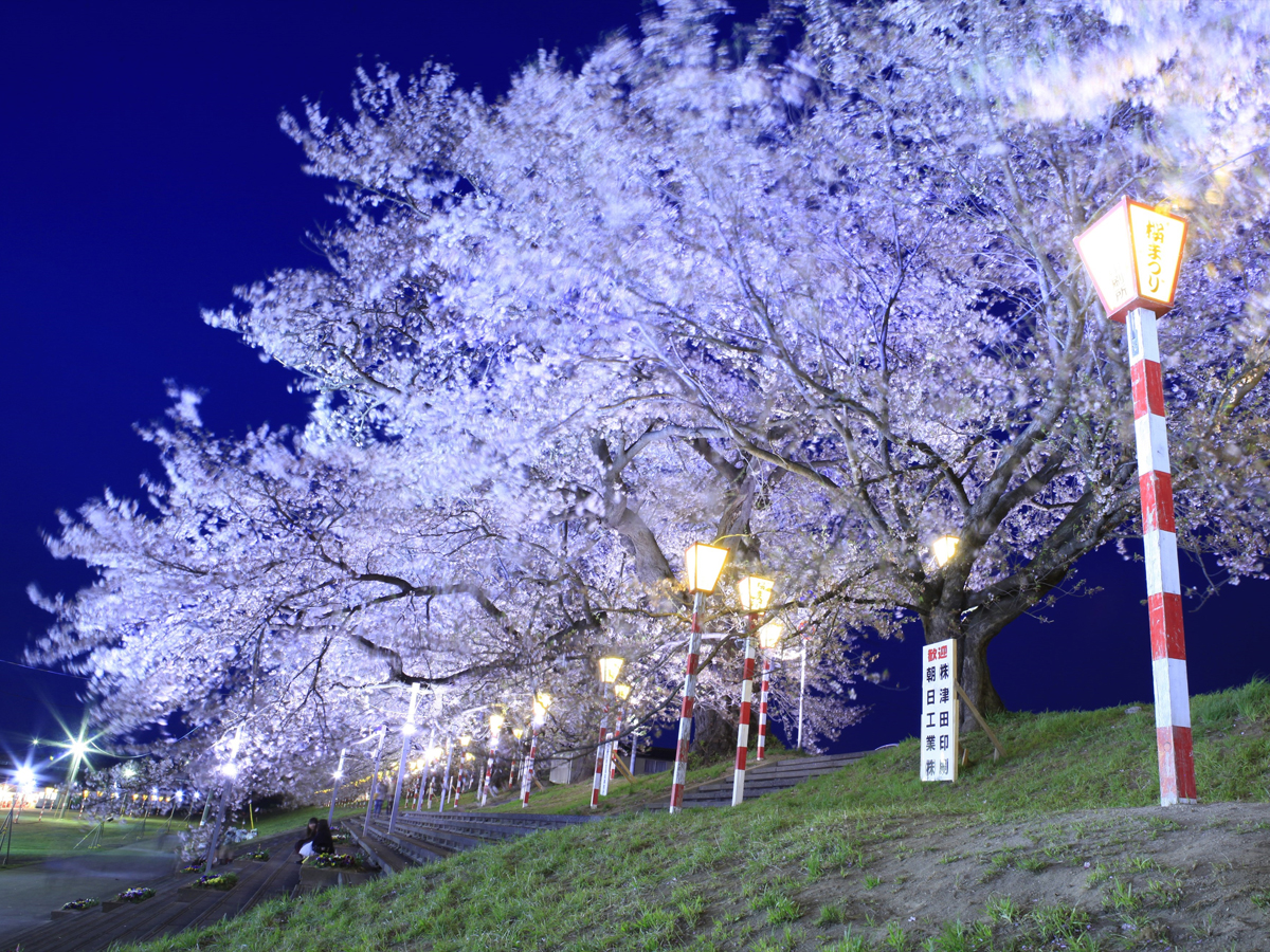 Hitome Senbonzakura (1,000 Sakura trees at a glance)_3