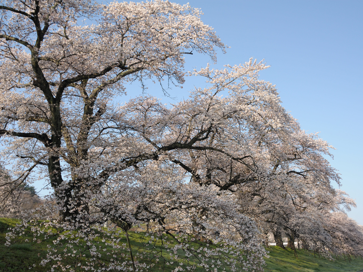 Hitome Senbonzakura (1,000 Sakura trees at a glance)_4