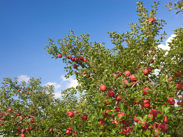 Hirosaki City Apple Park