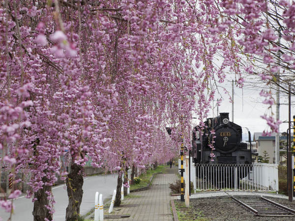 Weeping cherry trees along the ruins of the Nichu-sen railway tracks