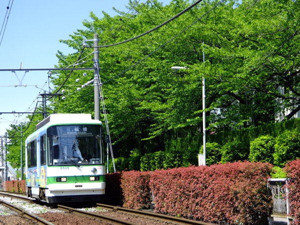Tokyo Sakura Tram(Toden Arakawa Line)