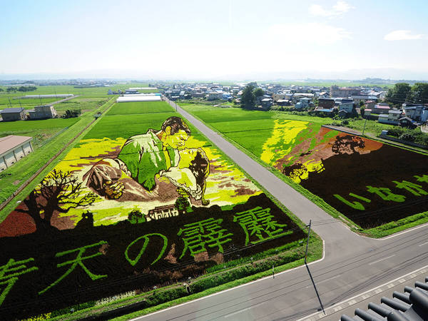 Rice Paddy Art