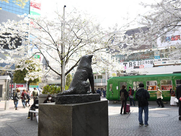 Shibuya | TOHOKU x TOKYO (JAPAN)