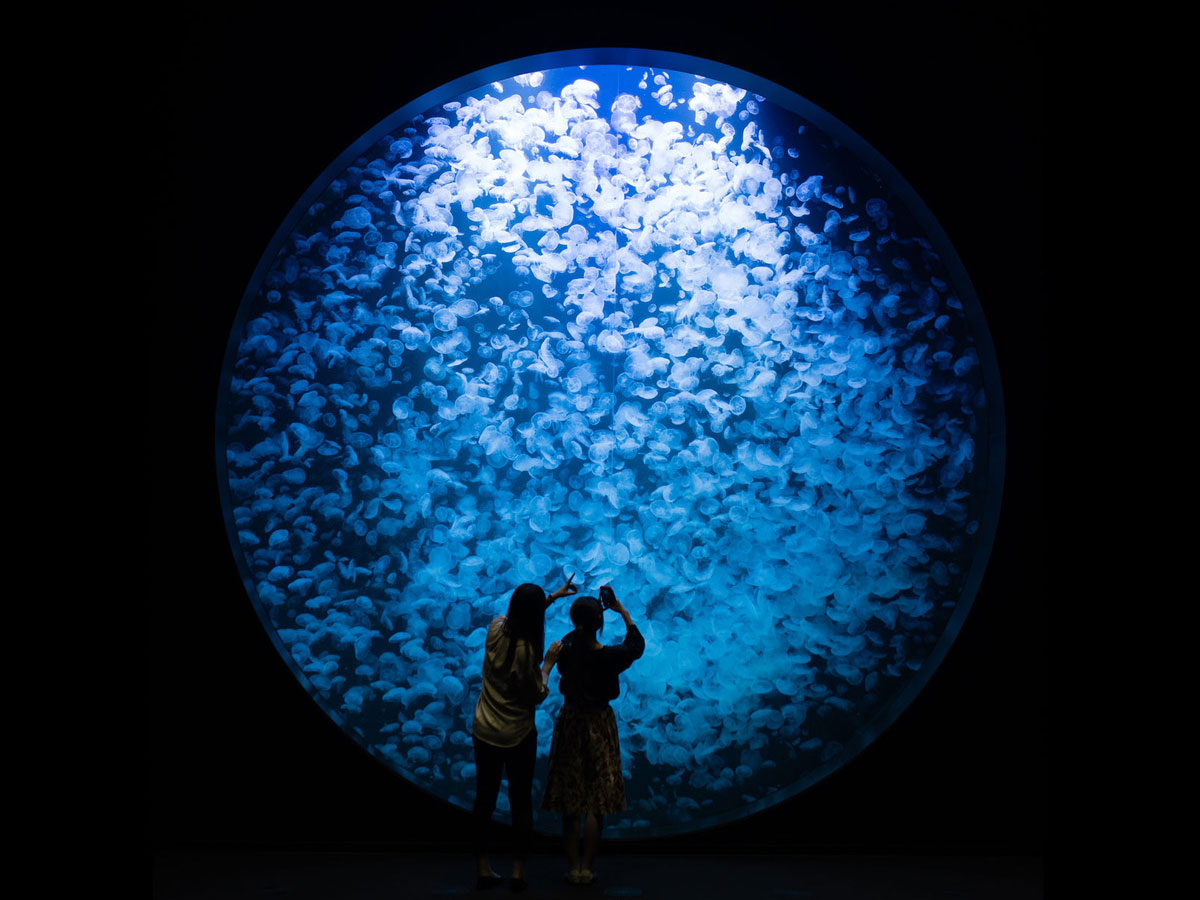 Kamo Aquarium “Jellyfish Dream House”