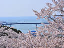 Cherry Blossoms in Hiyoriyama Park_1