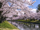 Cherry Blossoms in Tsuruoka Park_2
