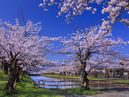 Cherry Blossoms in Tsuruoka Park_4