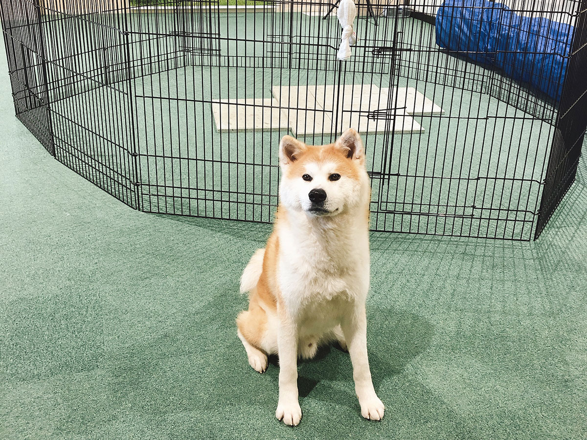 Akita Inu Visitor Center_1