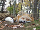 Zao Fox Village_1