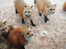 Zao Fox Village_2
