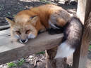 Zao Fox Village_3