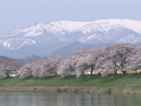Hitome Senbonzakura (1,000 Sakura trees at a glance)_1