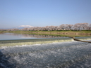 Hitome Senbonzakura (1,000 Sakura trees at a glance)_2
