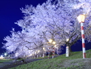 Hitome Senbonzakura (1,000 Sakura trees at a glance)_3