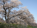 Hitome Senbonzakura (1,000 Sakura trees at a glance)_4